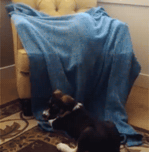 沙发 蓝色毯子 掉下 猫狗大战