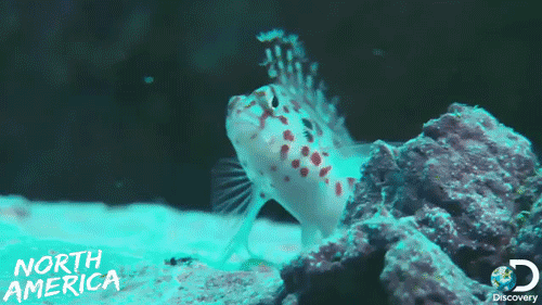珊瑚  美丽 鱼 在水下