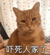 萌宠 猫咪 吓死人家了 害怕 胆小 吓我一跳