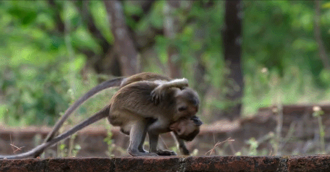 动物 摔跤 猴子 纪录片