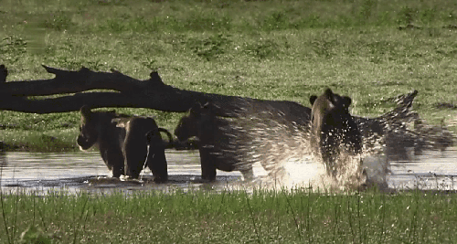 动物 掠食动物战场 水花 狮子 纪录片 跳