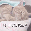 不想理你 笨蛋 猫