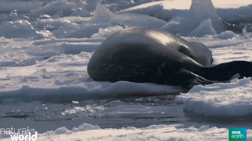 冰  海豹  鲸