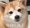 萌宠 汪星人 你问住我了 不懂 搞怪 逗