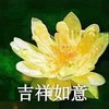 植物 花朵 吉祥如意 老年人表情包 搞怪 逗