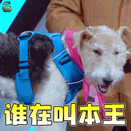 战斗吧萌犬 狗狗 谁在叫本王 soogif soogif出品