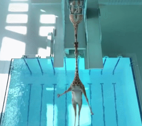 潜水  动物 鹿 跳水