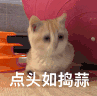 萌宠 猫星人 点头如捣蒜 赞同 呆萌 可爱