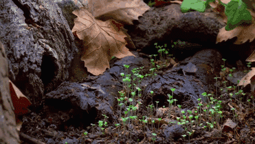 蘑菇 森林 生长 过程