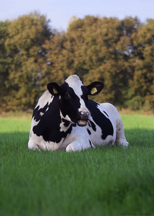 奶牛 草地 趴着 嚼东西