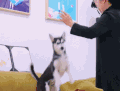 萌主来了