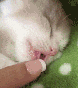 猫咪 睡着 手指 摸摸嘴