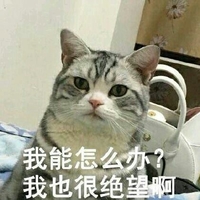 猫咪 我能怎么办 我也很绝望啊 不开心