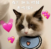 萌宠 喵星人 什么时候去吃饭 我饿了 呆萌 可爱