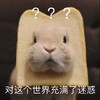 萌宠 兔子 对这个世界充满了迷惑 惊讶 呆萌 可爱