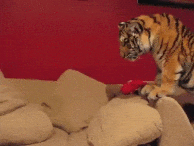 动物 老虎 搞笑 害怕