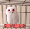 猫头鹰 站 白色 可爱 天然呆 萌宠 owl