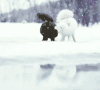 狗狗  玩耍   下雪  可爱