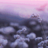 风景 美景 清新 花草 唯美