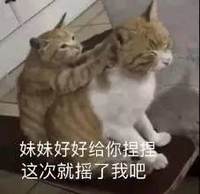 萌宠 猫星人 妹妹好好给你捏捏 这次摇了我吧 呆萌 可爱