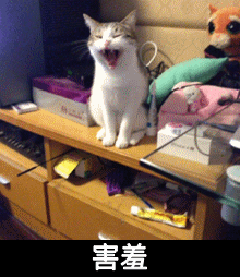 猫咪 可爱 呆萌 斗图 害羞