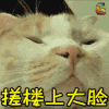 猫 萌宠 动物 soogif soogif出品 搓楼上大脸