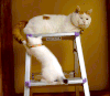 猫咪 玩耍 可爱 喵星人