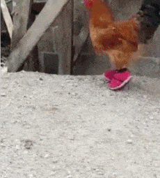 动物 鸡 穿鞋子 美美哒