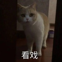 萌宠 猫星人 看戏 开心 呆萌 可爱