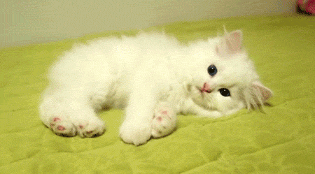 猫咪 可爱 喵星人 白色的