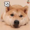 双十一 双11 购物 可以换货不 萌宠 柴犬 soogif soogif出品