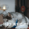 萌宠 汪星人 什么 有好吃的 搞怪 沙雕