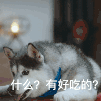 萌宠 汪星人 什么 有好吃的 搞怪 沙雕