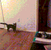 猫咪 主人 吓一跳 搞笑