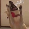 萌宠 汪星人 哈哈哈 开心 搞怪 呆萌