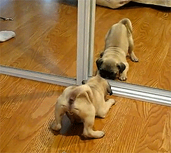哈巴狗 pug 可爱 照镜子