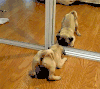 哈巴狗 pug 可爱 照镜子