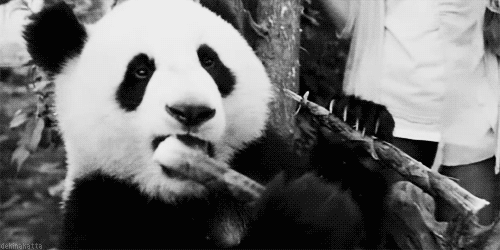 吃 熊猫 动物 细枝