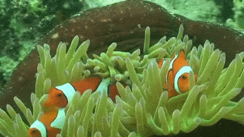 海底世界 小丑鱼 海葵 可爱
