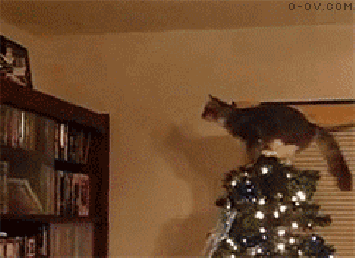 小猫 跳跃 掉落 室内
