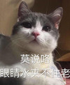 萌宠 猫星人 莫说咯 眼睛水夹不住了 呆萌 可爱