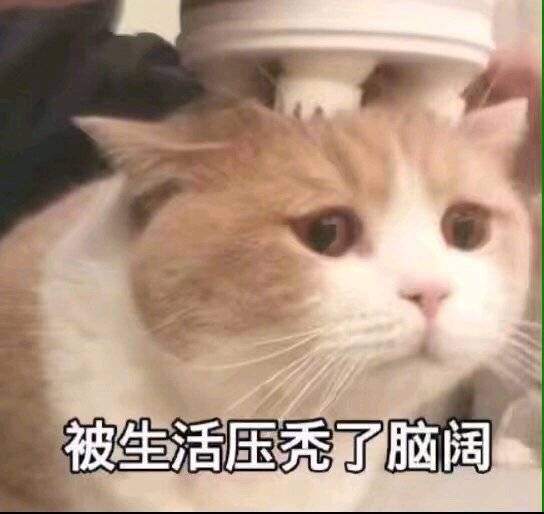 萌宠gif猫星人gif被生活压秃了脑阔gif难受gif搞怪gif呆萌gif