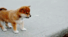 柴犬 抬脚 萌 治愈 Shiba Inu