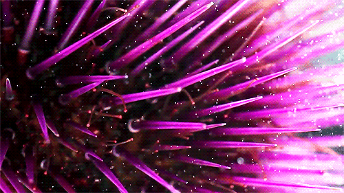 海胆 触须 紫色 礁石 自然 海洋 ocean nature