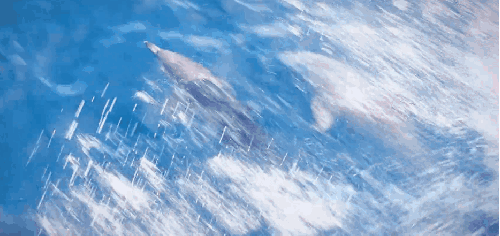 Aotearoa Ludovic&Gibert 宣传片 新西兰 海洋 海豚 跳 风景