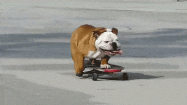 斗牛犬 滑板 酷 滑行
