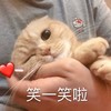 萌宠 猫星人 笑一笑啦 逗你 呆萌 可爱