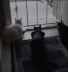 小猫 小狗 可爱 跳跃
