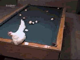 母鸡 打台球 搞笑 动态
