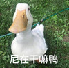 萌宠 小鸭子 你在干嘛呢 好奇 搞怪 呆萌